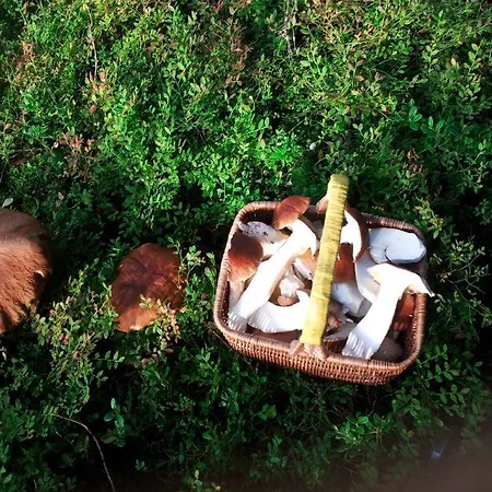 Lomahyppaeys Naantali